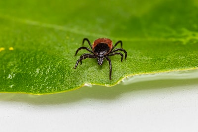 black spider on green leaf